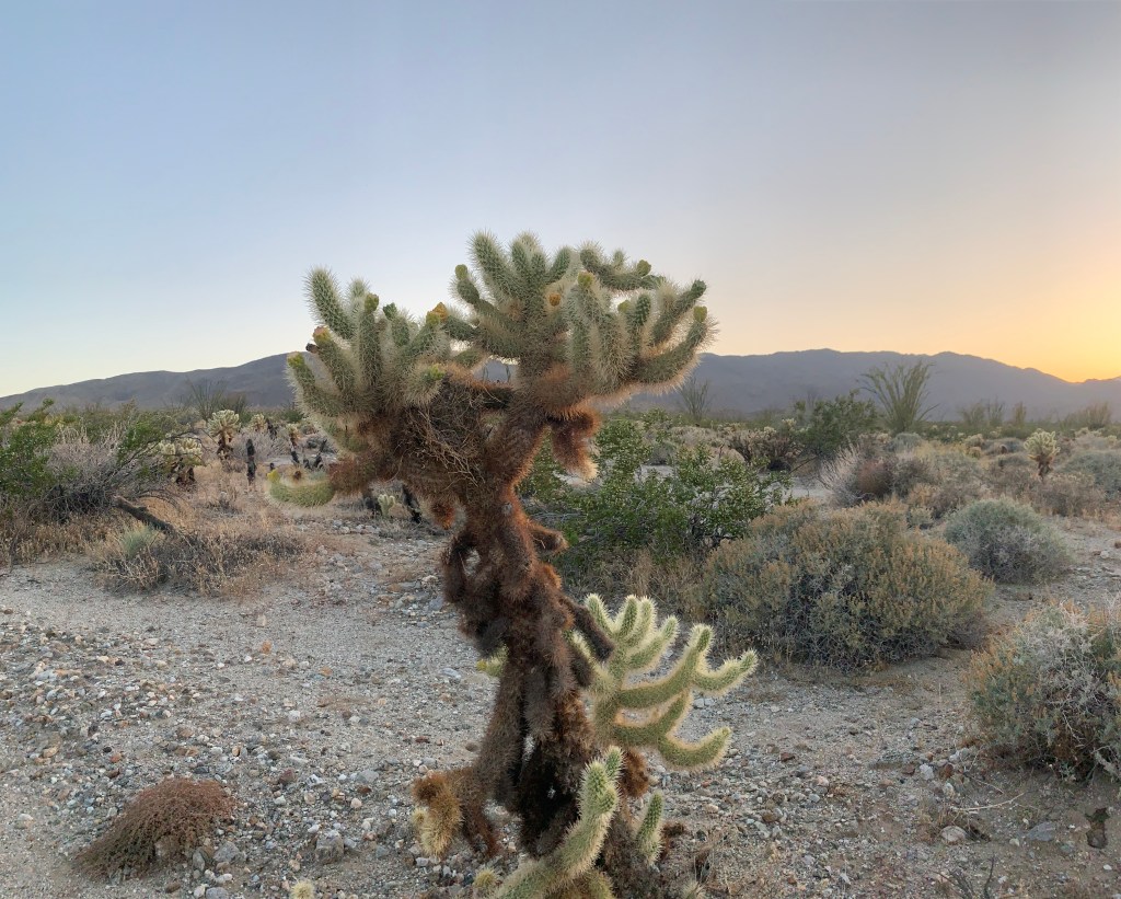Experience the Best of Anza Borrego State Park in&nbsp;California